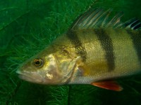 decoimage_32.jpg