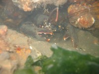 decoimage_42.jpg