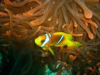 decoimage_46.jpg
