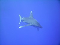 decoimage_50.jpg