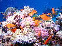 decoimage_55.jpg